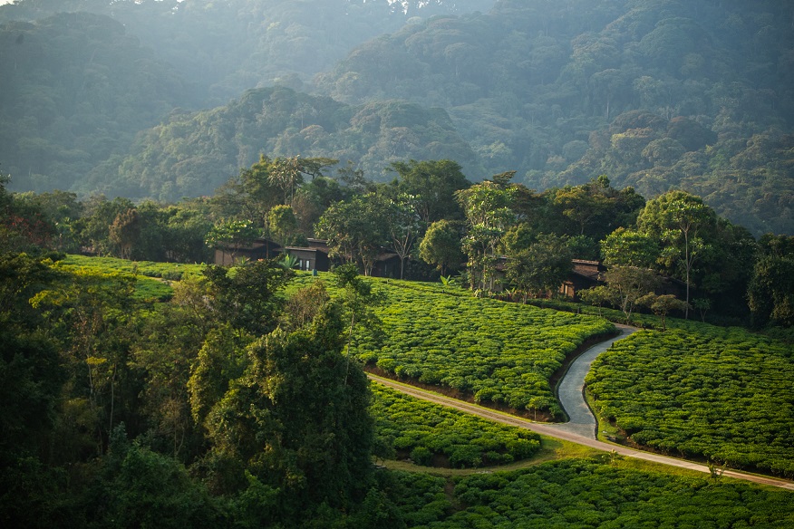 Tea plantations in Rwanda