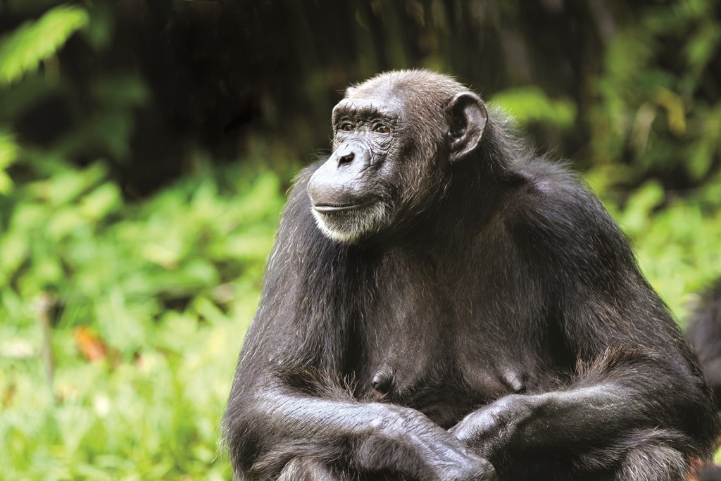 nyungwe-forest-lodge-wildlife-chimp Best time to travel to Rwanda for Chimpanzee Trekking