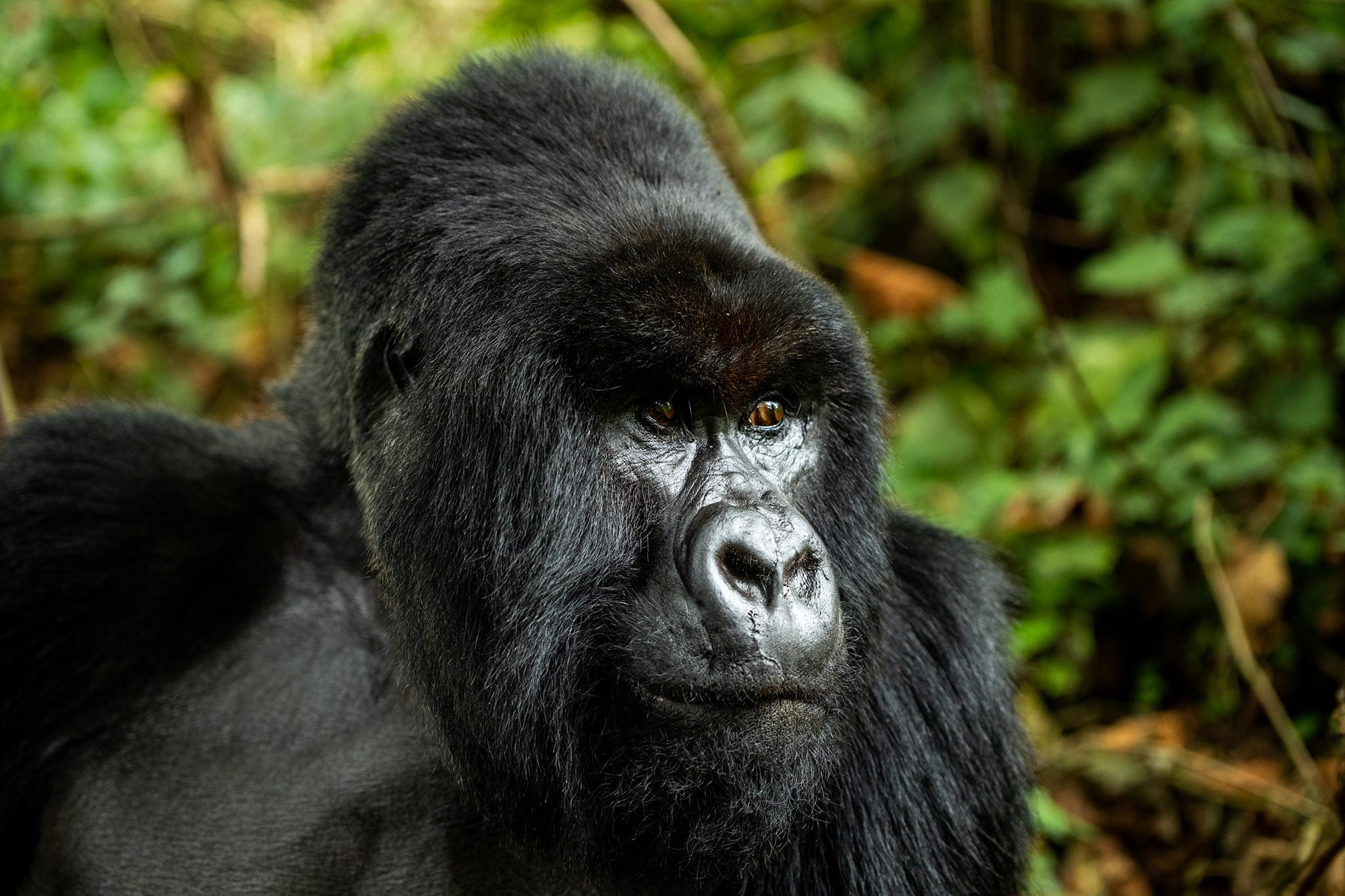 felix-studios-gorillas-nest-july-2021-207 Meet majestic gorillas in Africa