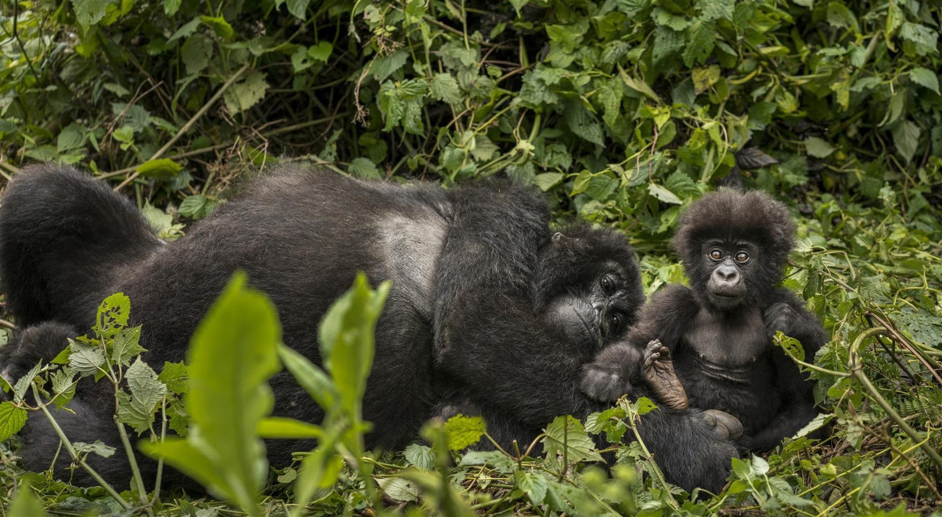 baby-gorilla-sitting-next-to-her-mother-rwanda.jpg Gorilla mother with baby in Rwanda