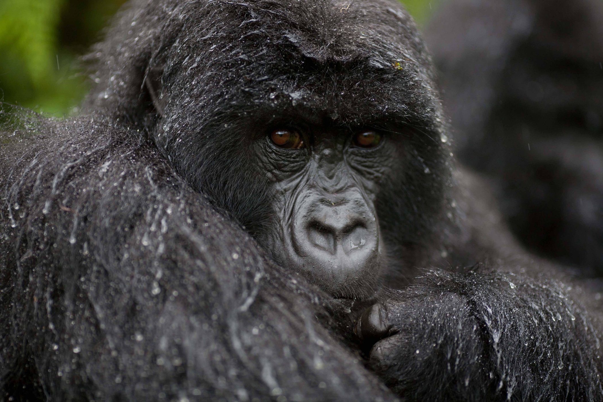 bwindi-lodge-wildlife-gorillas-03 Gorilla in Uganda