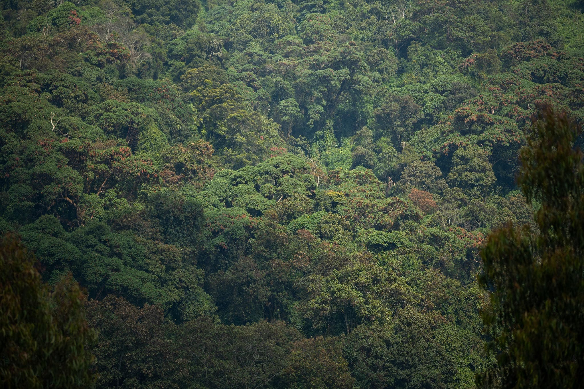 felix-studios-gorillas-nest-july-2021-104 Dense rainforest in Rwanda