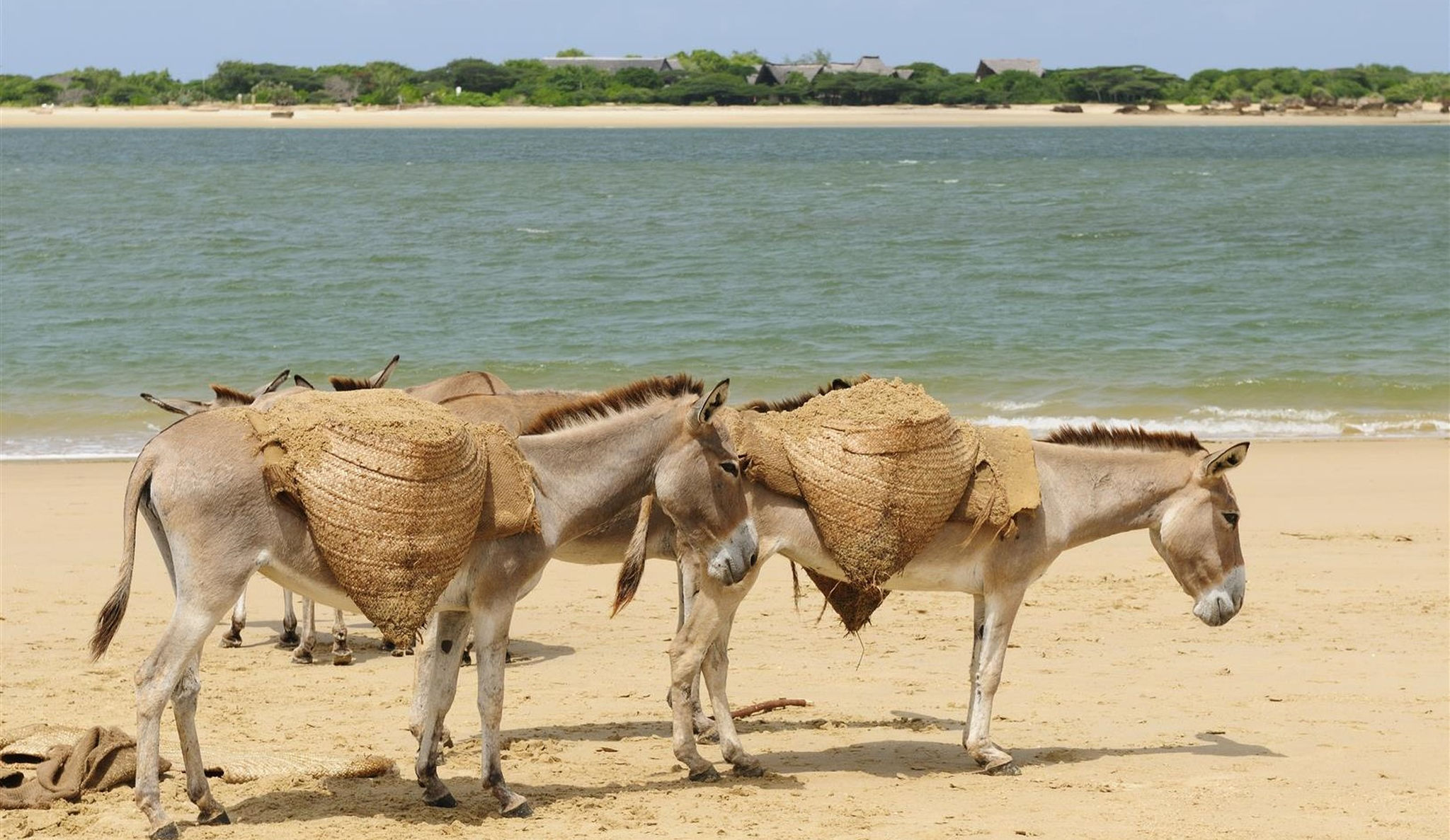 lamu-island-kenya.jpg Donkeys walking on the beach at Lamu Island in Kenya