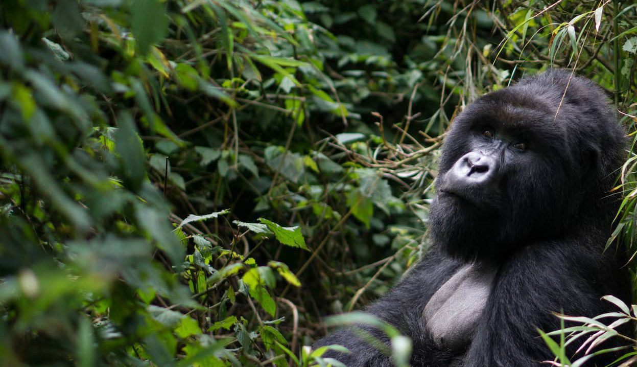 Serene mountain gorilla Mountain Gorilla in Rwanda on gorilla trekking expedition