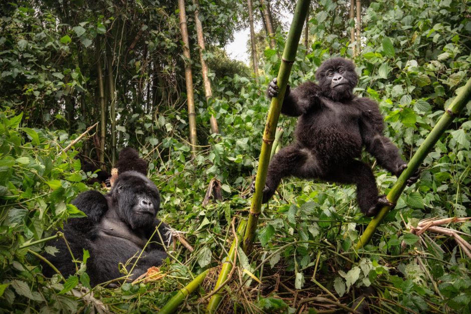 Berggorillas in ihrem natürlichen Lebensraum - ein Highlight auf Safari in Ostafrika