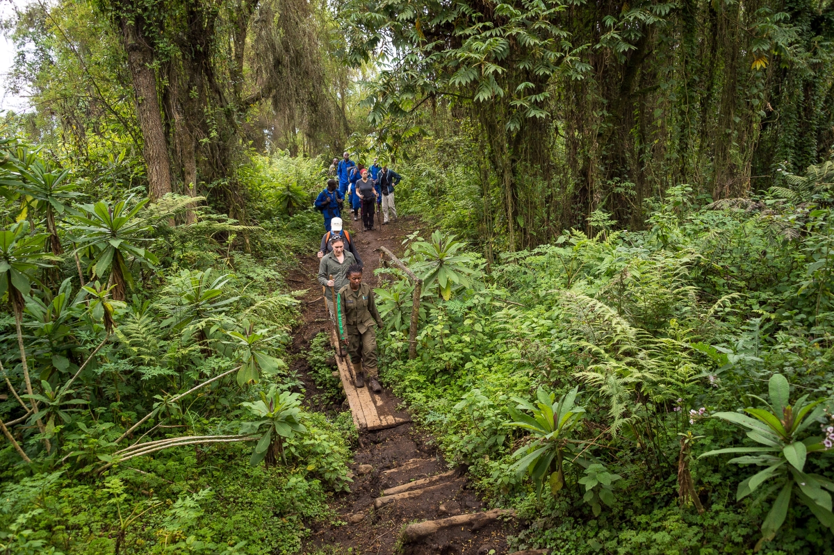 Wilderness-bisate-rwanda-volcanoes-national-park Trekking through the dense jungle of Volcanoes National Park