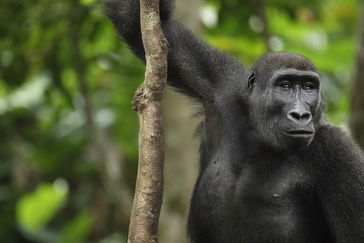 congo-odzala-gorilla The Congo is home to the mighty western lowland gorilla