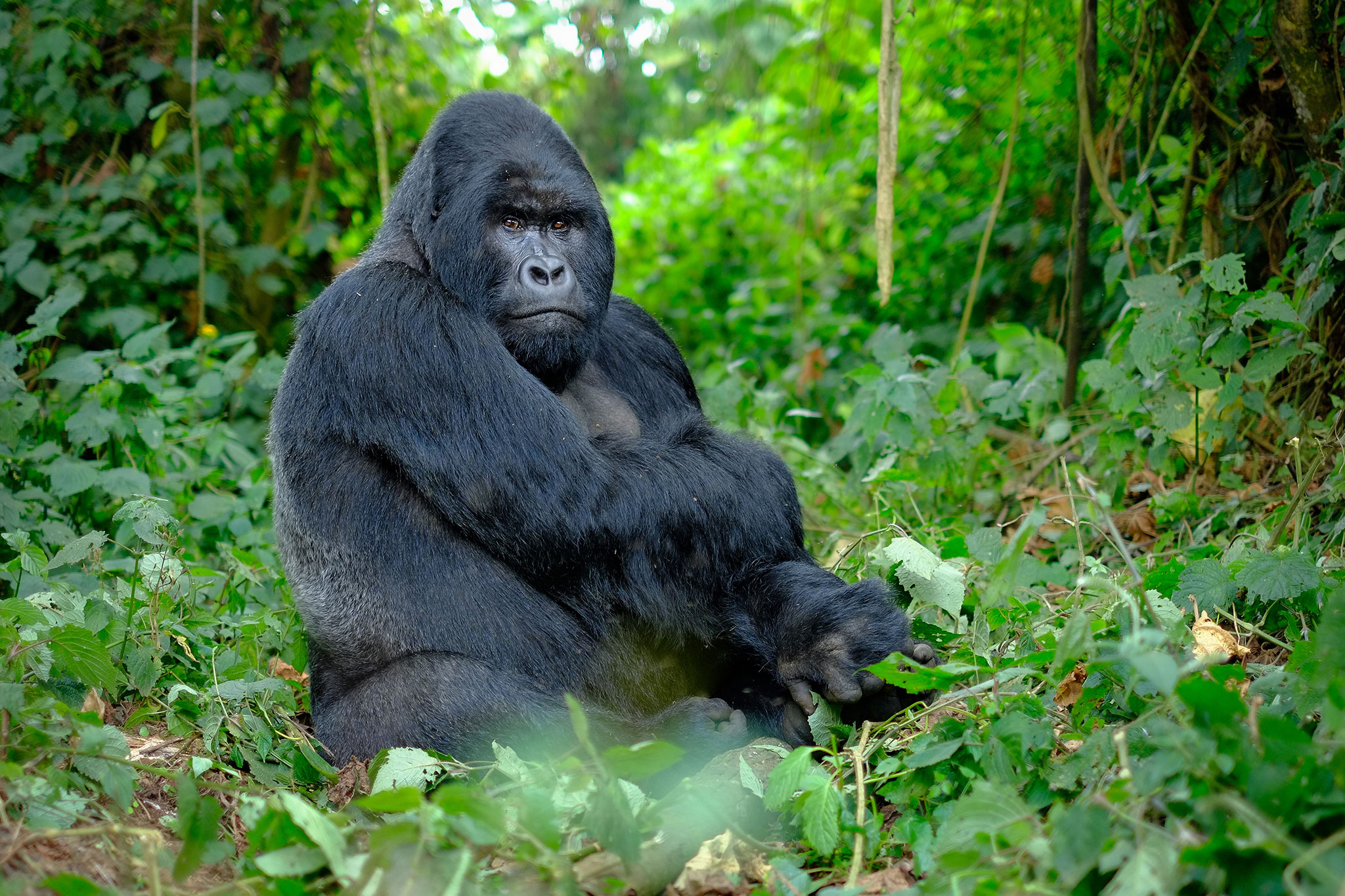 silverback-mountain-gorilla_191611455 Silverback mountain Gorilla