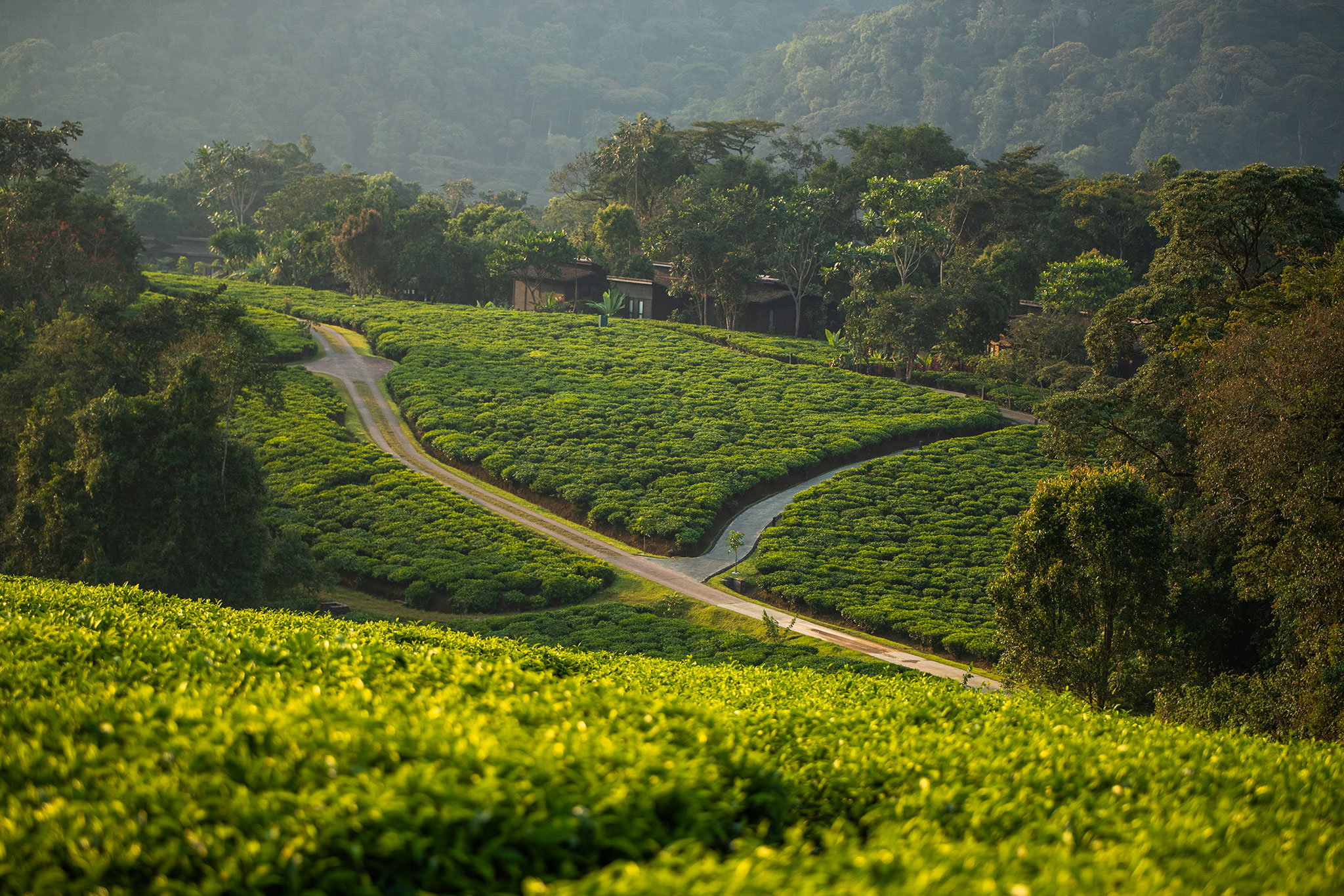 africa-up-close-by-rhino-africa-nyungwe-house-01 Explore the tea plantations in Rwanda