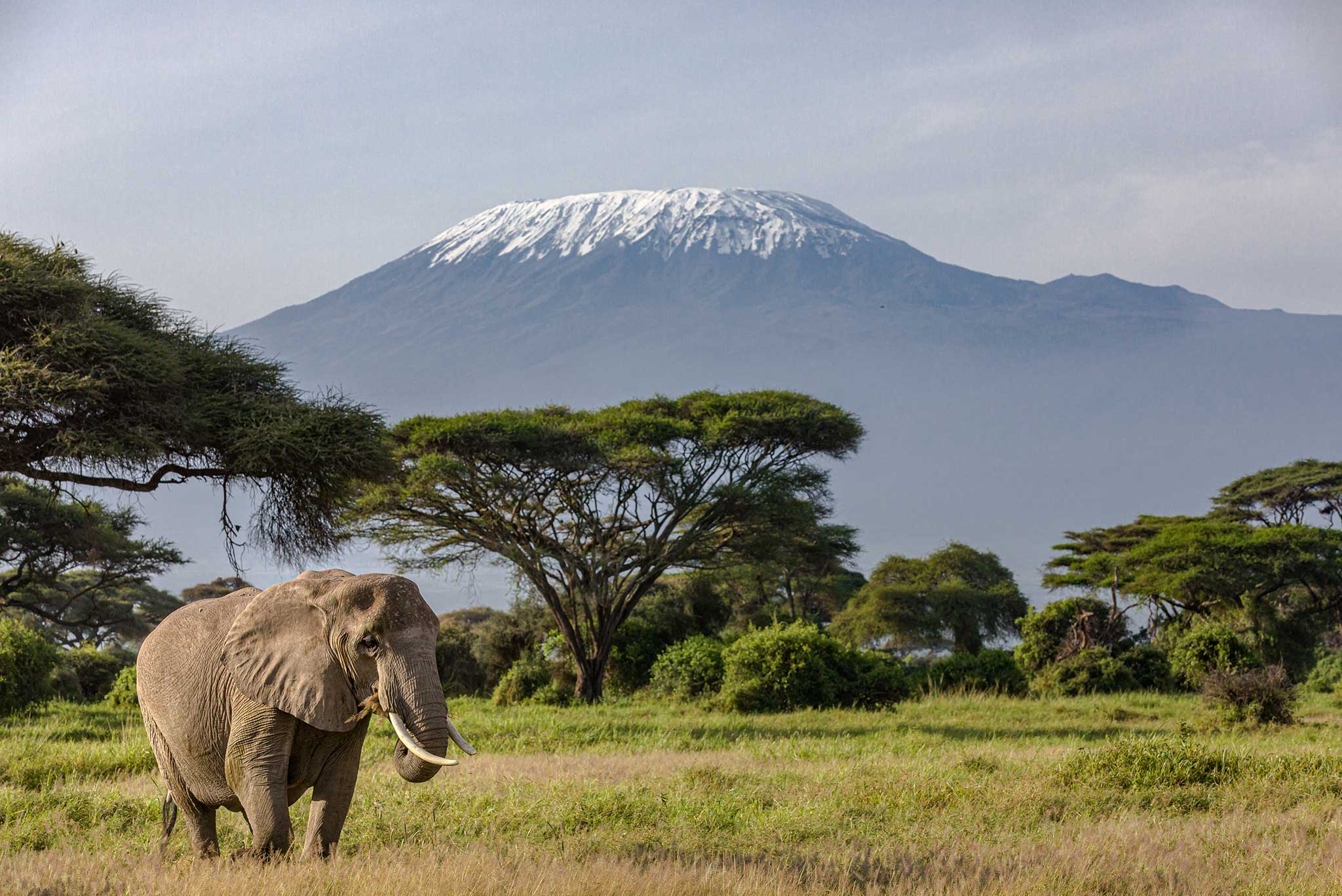 elephant-in-front-of-mount-kilimanjaro-in-amboseli-national-park-kenya-AdobeStock_343665588 Elephant grazing in Amboseli National Park
