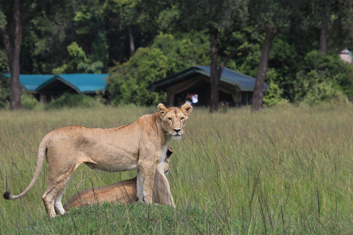governors-camp-wildlife-lions-01