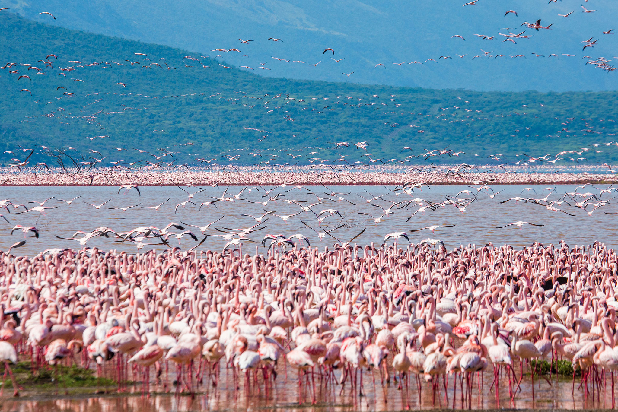 hundreds-of-thousands-of-flamingos-on-the-lake-kenya-africa-nakuru-national-park-01 Hundreds of thousands of flamingos on the lake