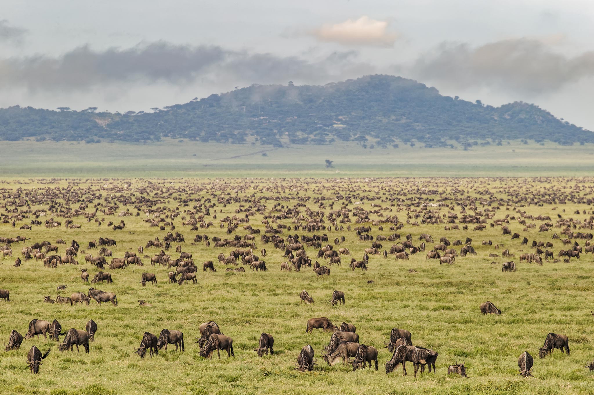 large-wildebeest-herd-during-migration-serengeti-national-park-tanzania-africa-AdobeStock_442972496 Large wildebeest herd during migration Serengeti National Park, Tanzania