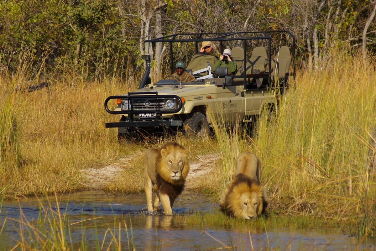 Okuti-Moremi-Game-Reserve-Botswana-lions-game-drive-safari Game drive following lions in Moremi Game Reserve