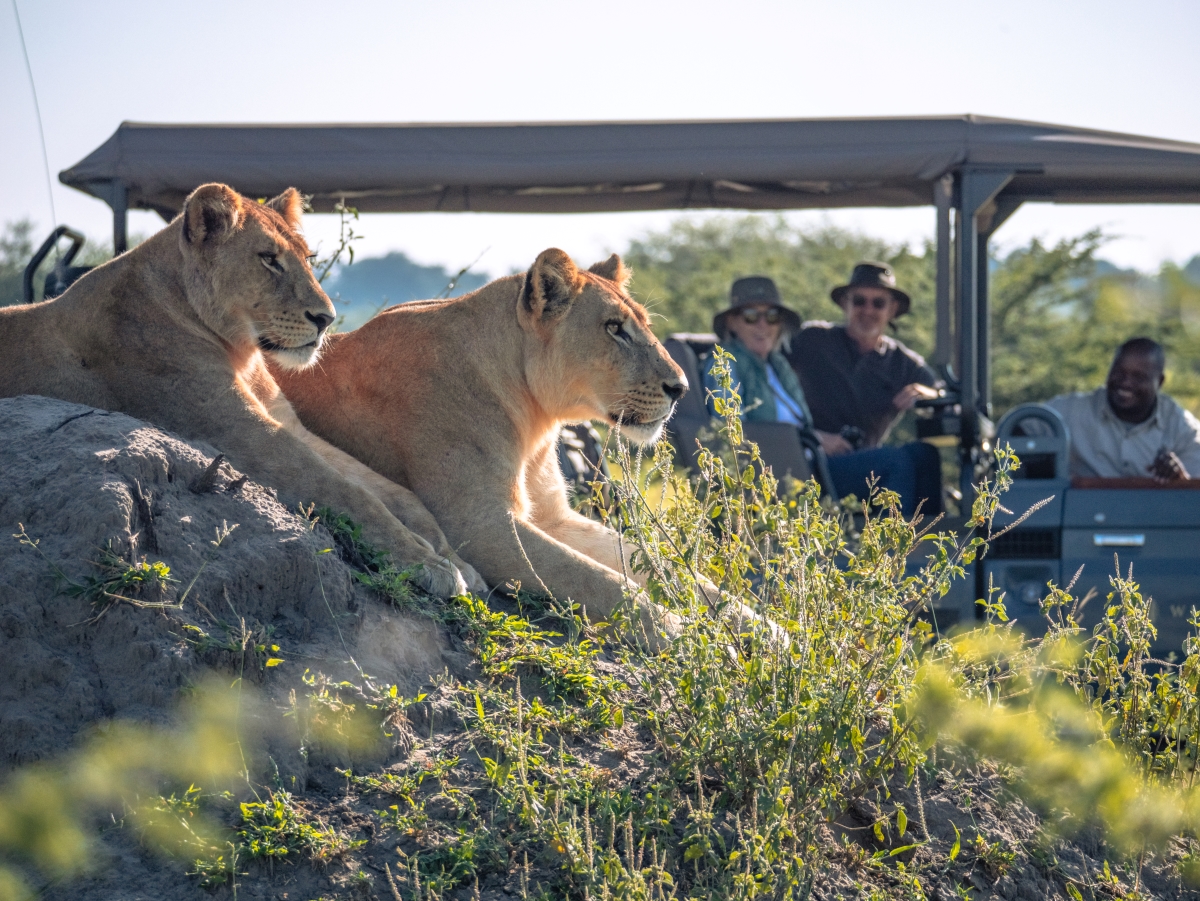 Wilderness-Little-Mombo-Moremi-Game-Reserve-Botswana-game-drive-lions Lions on safari