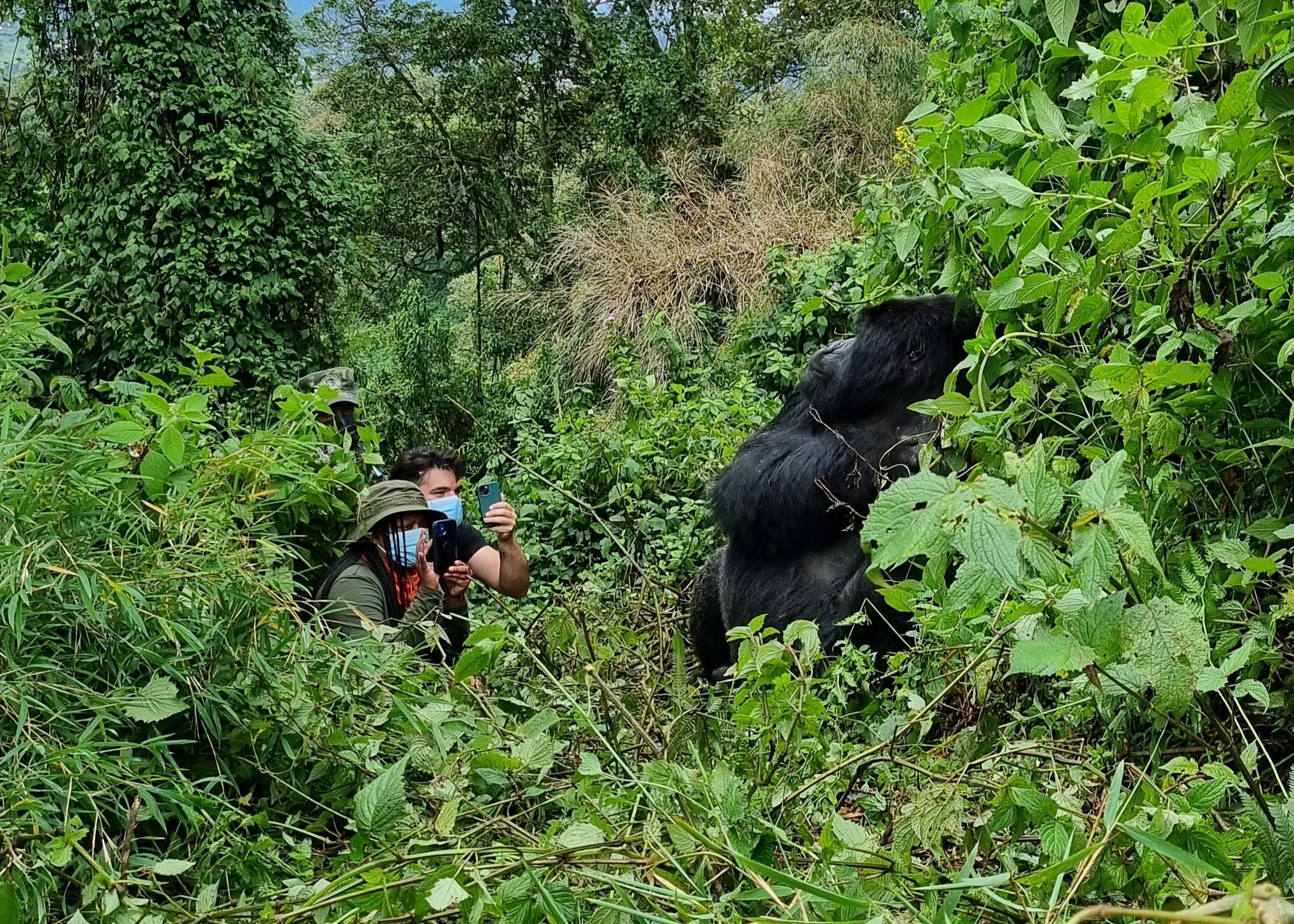 Allison-bothma-gorilla-trekking-rwanda-Volcanoes-National-Park-gorilla-encounter