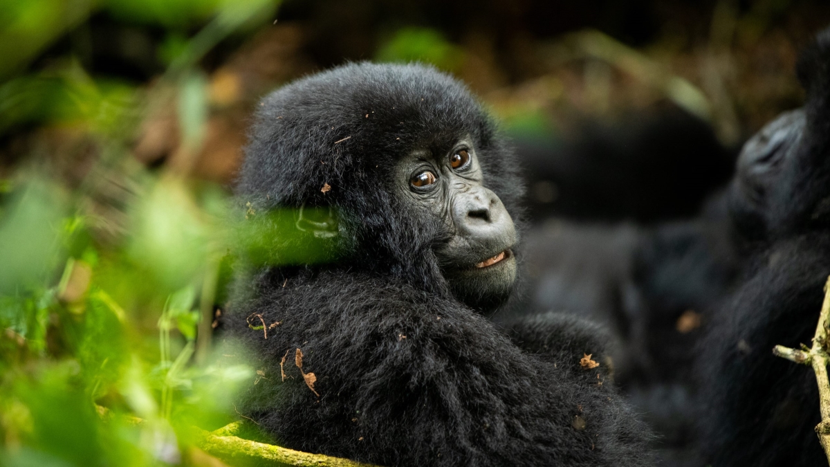 gorillas-nest-July-2021-348-scaled A young gorilla making eye contact with the camera