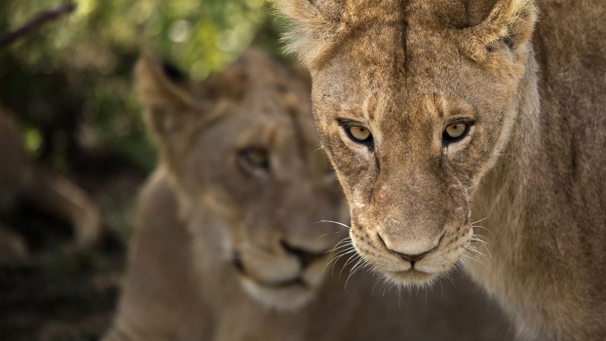 Lioness-Sabi-Sand Two lionesses in the private Sabi Sand Game Reserve