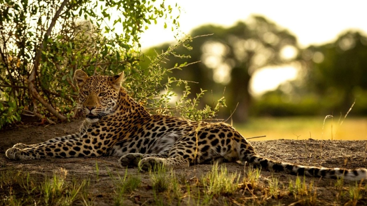 Leopard-in-Botswana Stately leopard in the Botswana wilderness