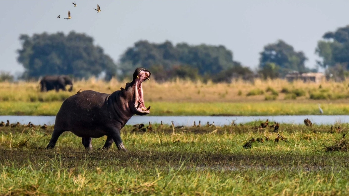 Hippo-on-the-Chobe-River The Chobe River bustles with wildlife
