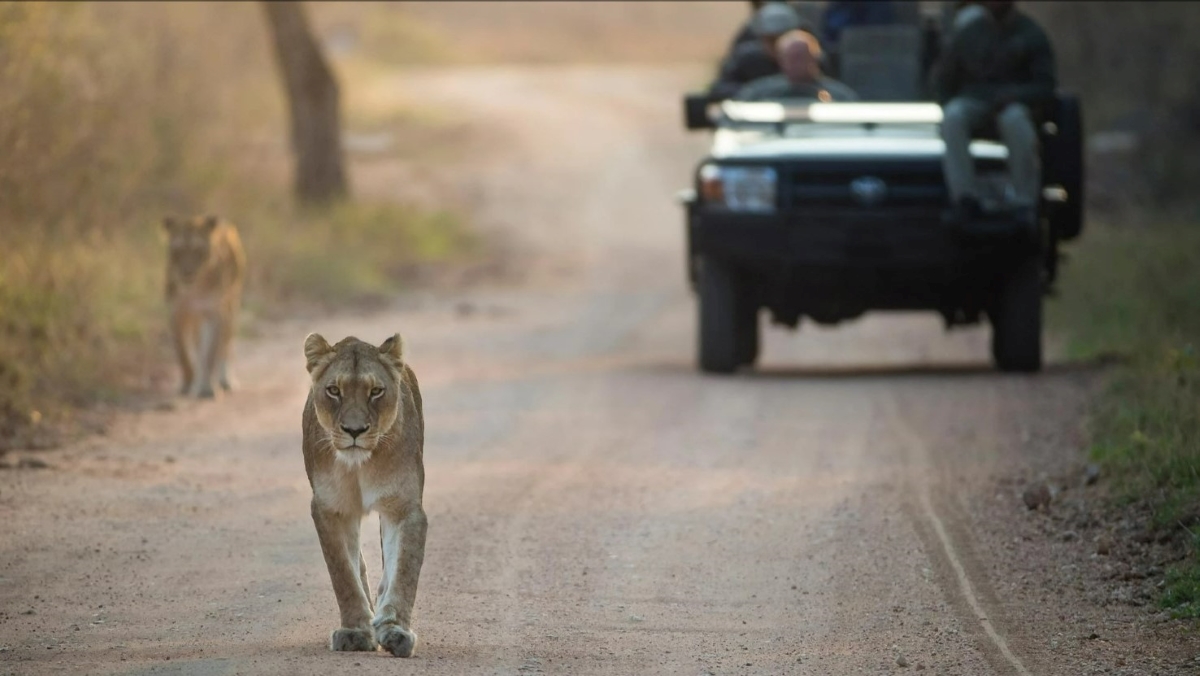 lioness-on-Kruger-road Lioness spotted in the road