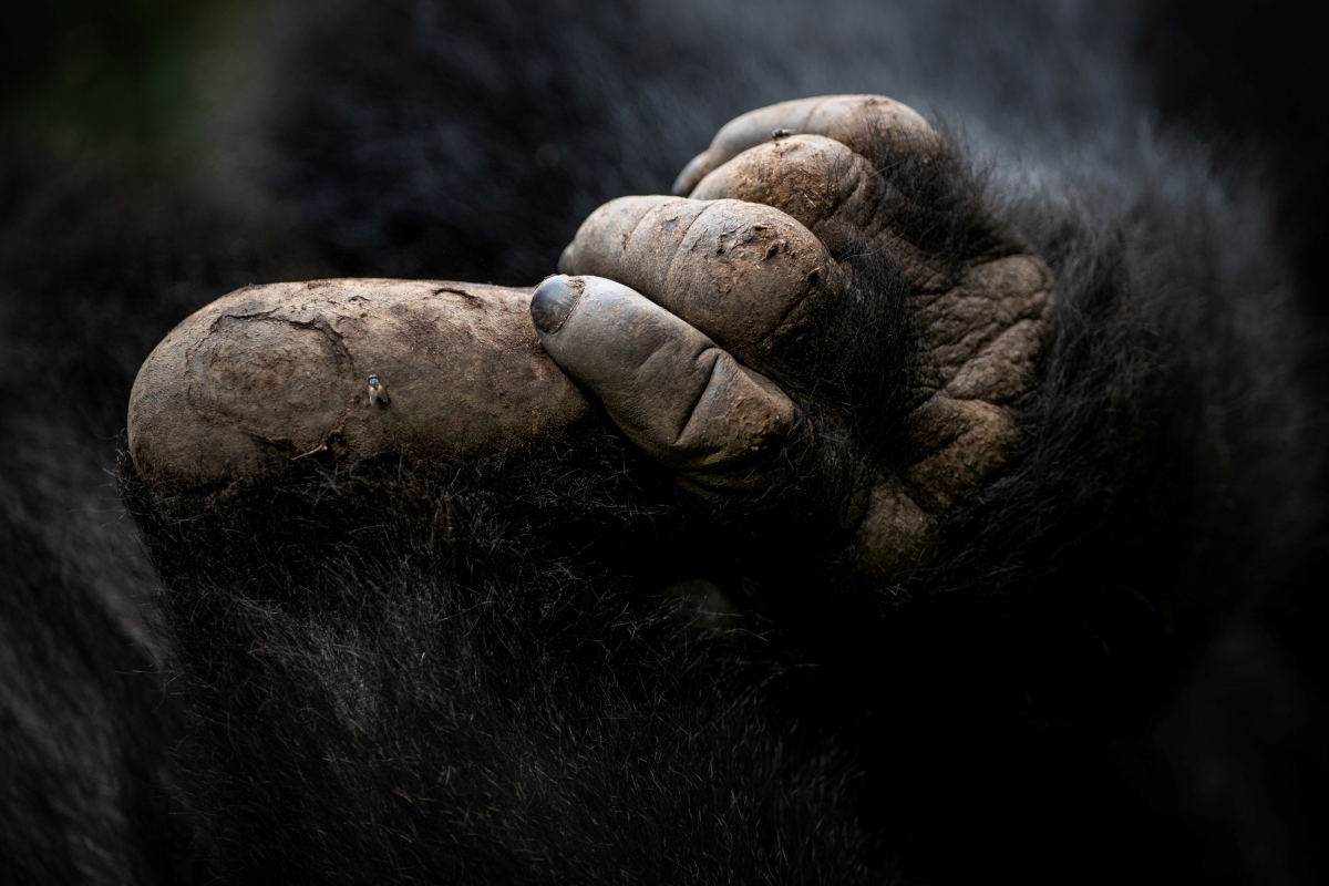 Singita-Kwitonda-Lodge-Volcanoes-National-Park-Rwanda-gorilla-sabyinyo-family-ross-couper Close up of a gorilla hand grabbing its foot