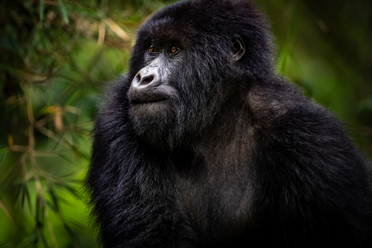 Singita-Kwitonda-Lodge-Volcanoes-National-Park-Rwanda-wildlife-gorilla-sabyinyo-family-ross-couper Gorilla in Volacnoes National Park, Rwanda