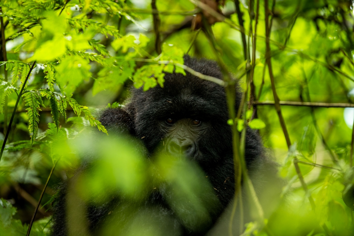 africa-up-close-by-rhino-africa-gorillas-nest-rwanda-169 Gorilla peaking through thick forest vegetation