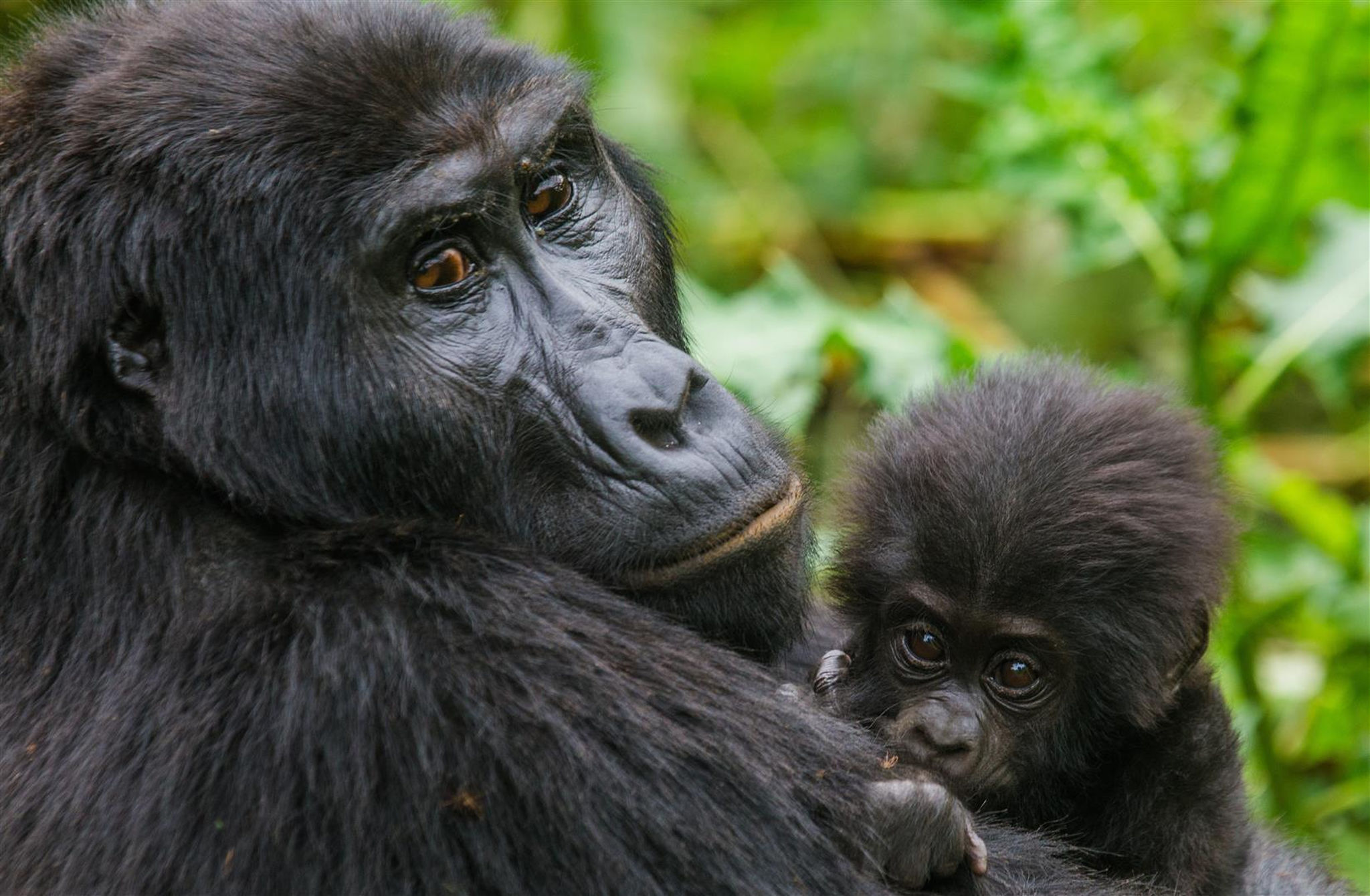 close-up-of-gorilla-and-her-baby Close up of a gorilla and her baby