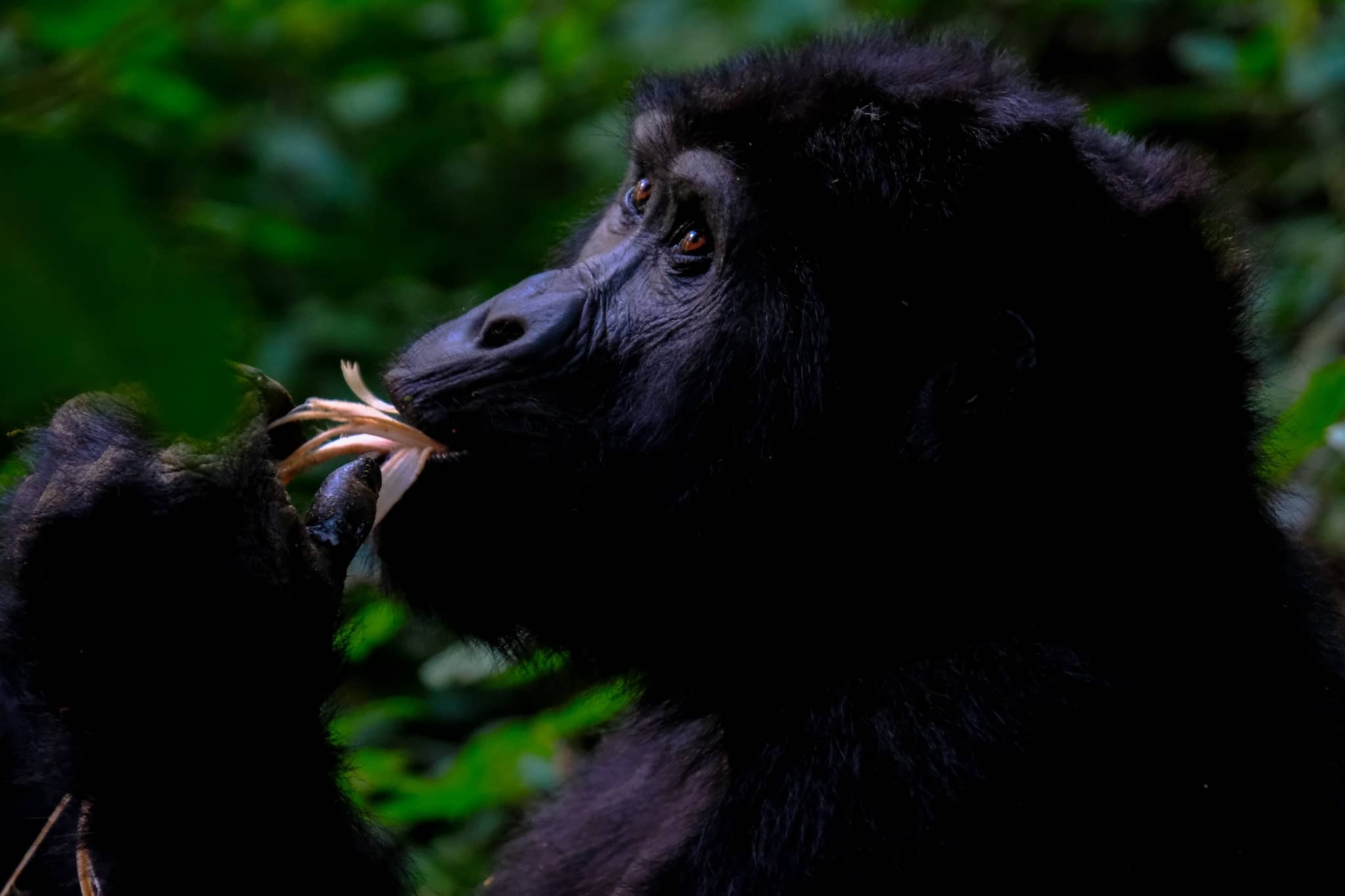 gorilla-uganda A gorilla nibbles on a flower in a lush forest setting