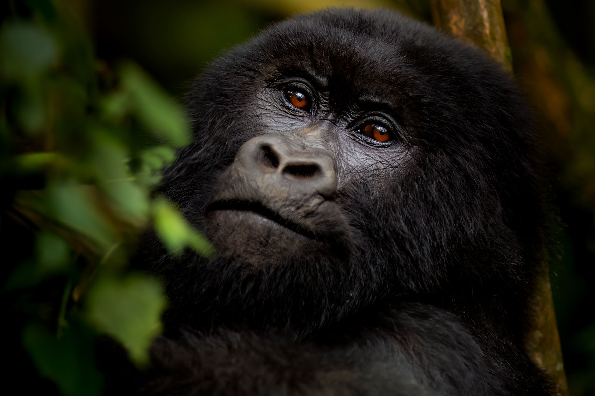 singita-kwitonda-lodge-activities-gorilla-tracking-02 Gorilla chilling in the forest of Rwanda.