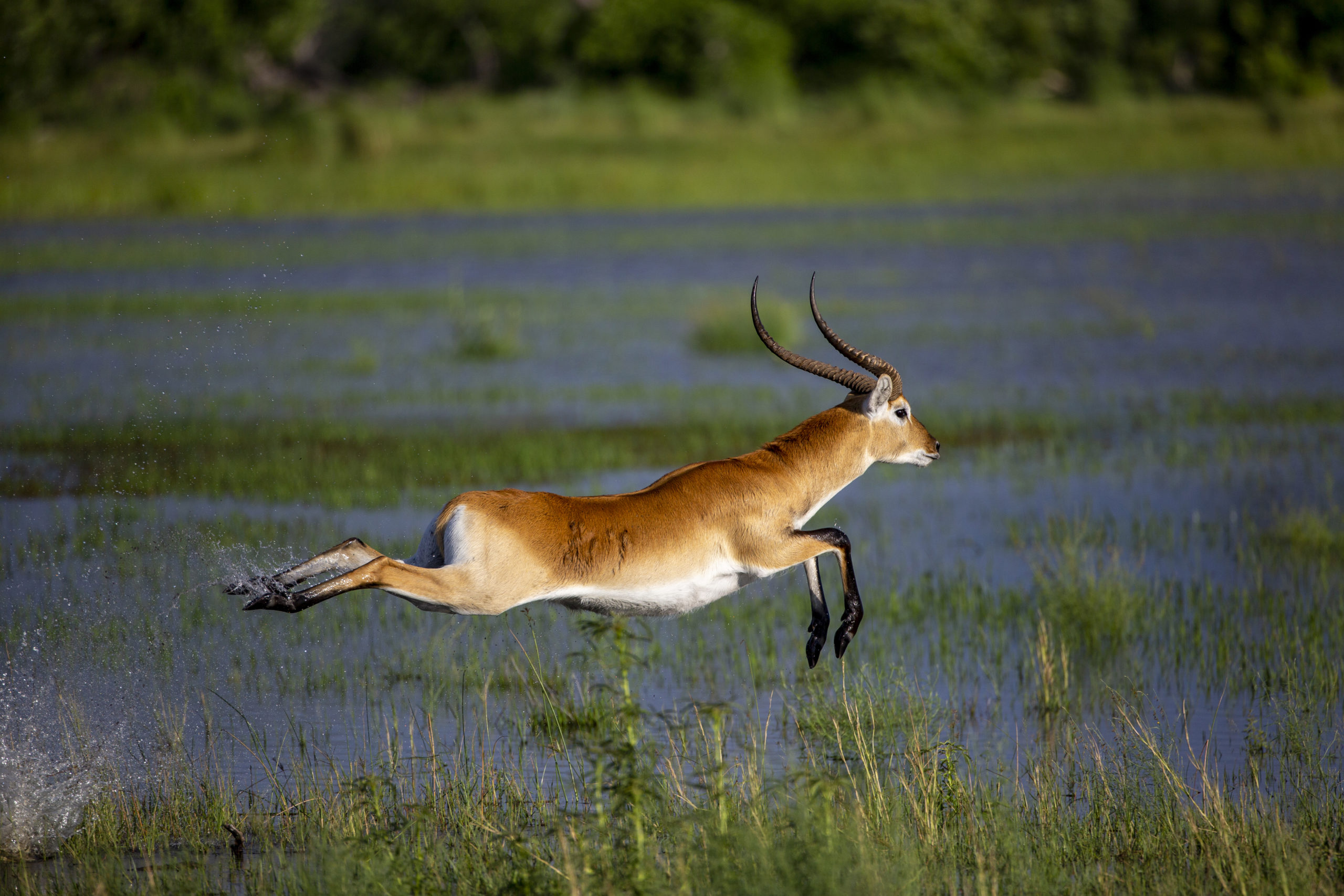 botswana-natural-selection-khwai-private-reserve-sable-alley-red-lechwe A red lechwe mid-jump in the Okavango Delta
