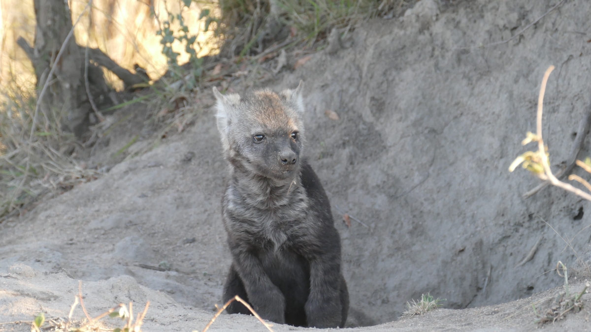 5 Chitwa Chitwa baby hyena at den Hyena pup