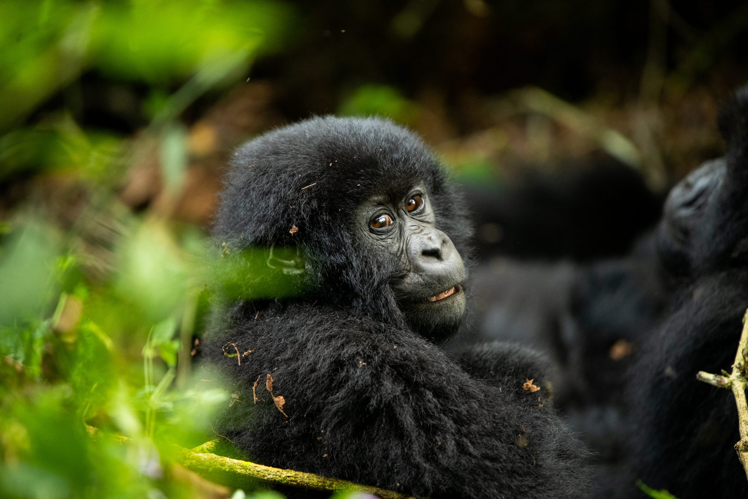 Felix-Studios-Gorilla’s Nest-July-2021-348