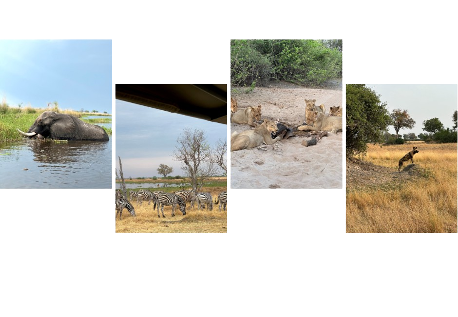 Cayleigh-brown-bostwana-educational-collage A collection of amazing sightings our Travel Expert had on safari in Botswana