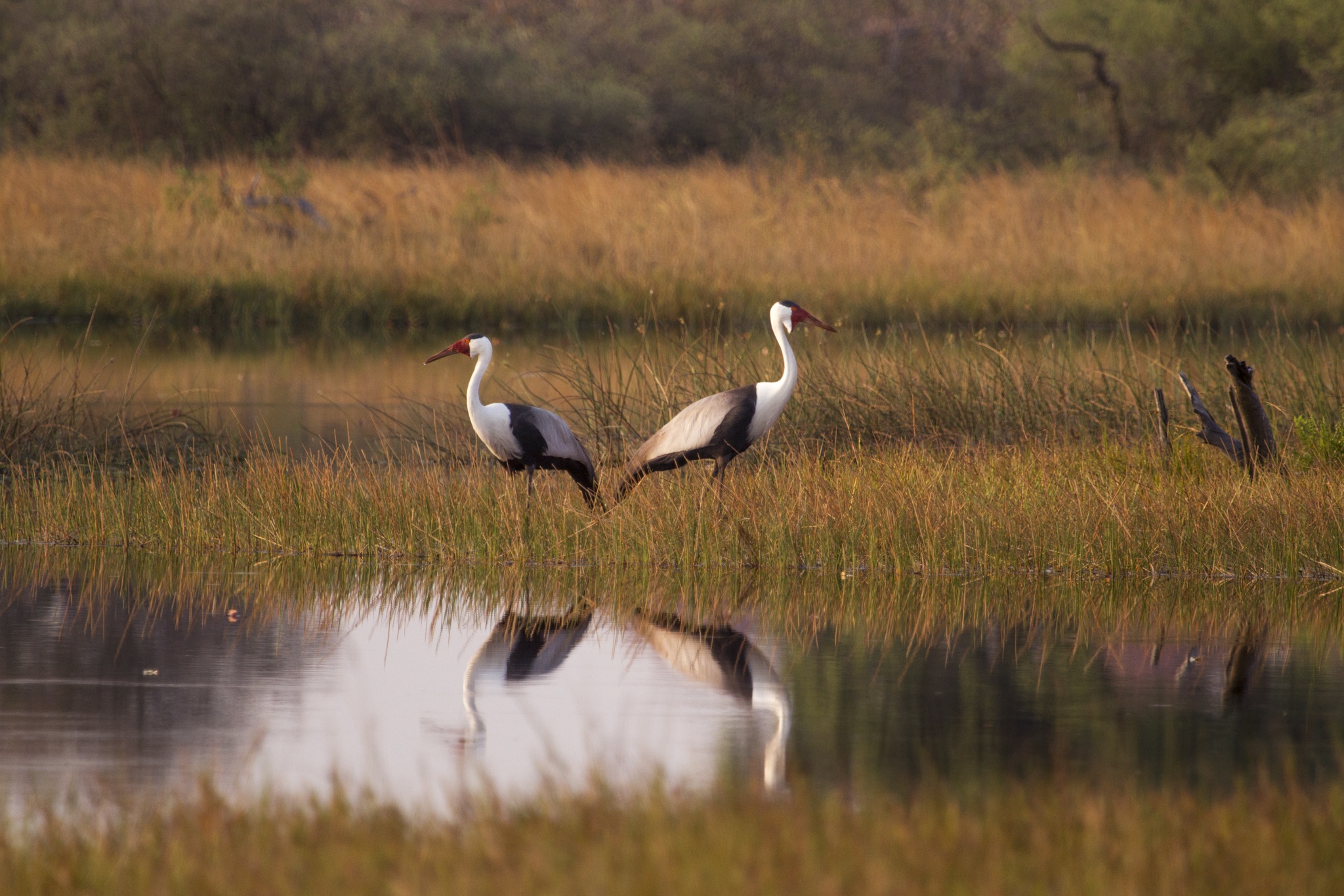 birds-water-reflection-vumbura-plains-okavango-delta-botswana birds water reflection vumbura plains okavango delta botswana
