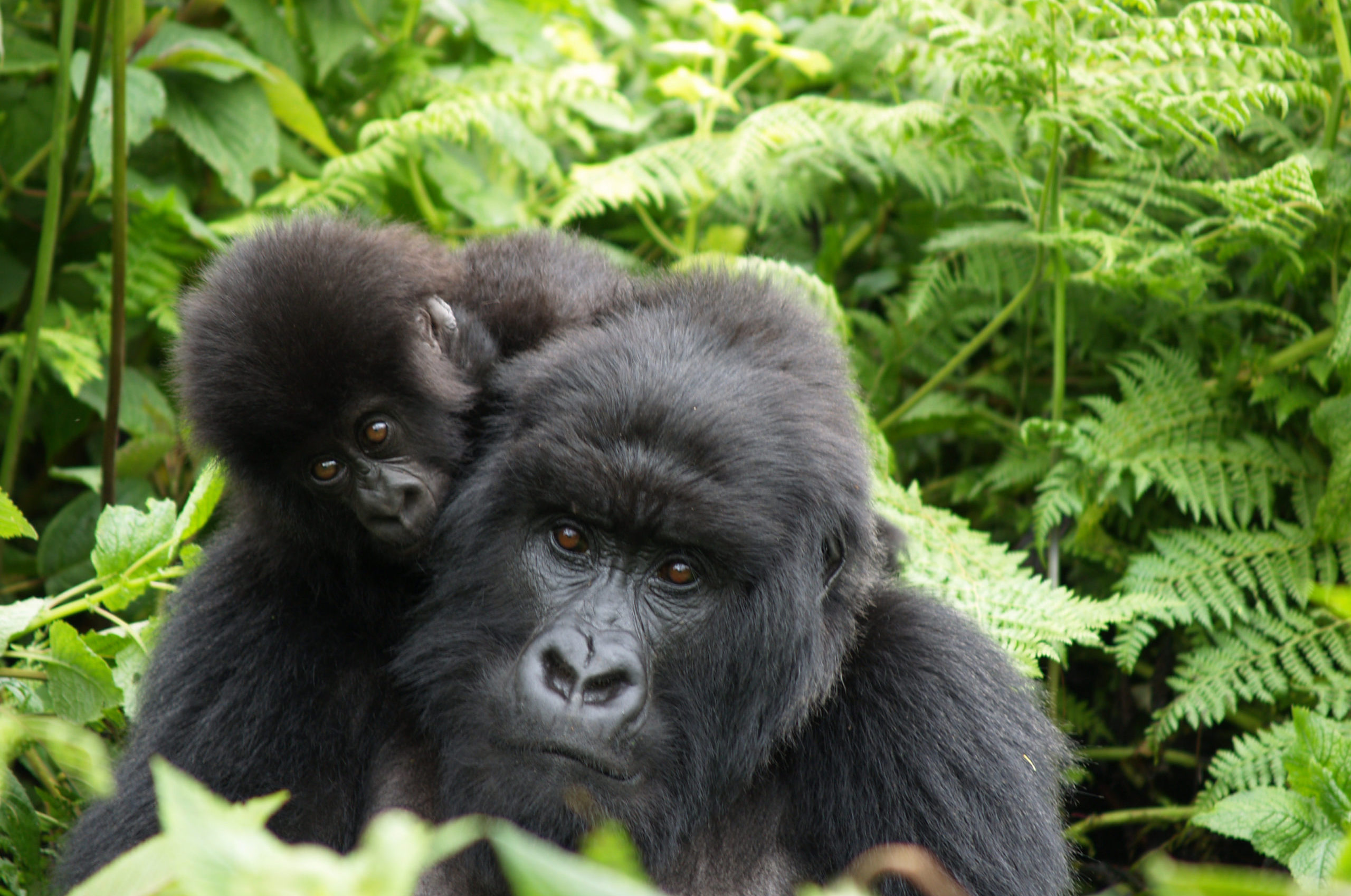 Mother and baby mountain gorilla, Rwanda Gorilla mom with baby on back