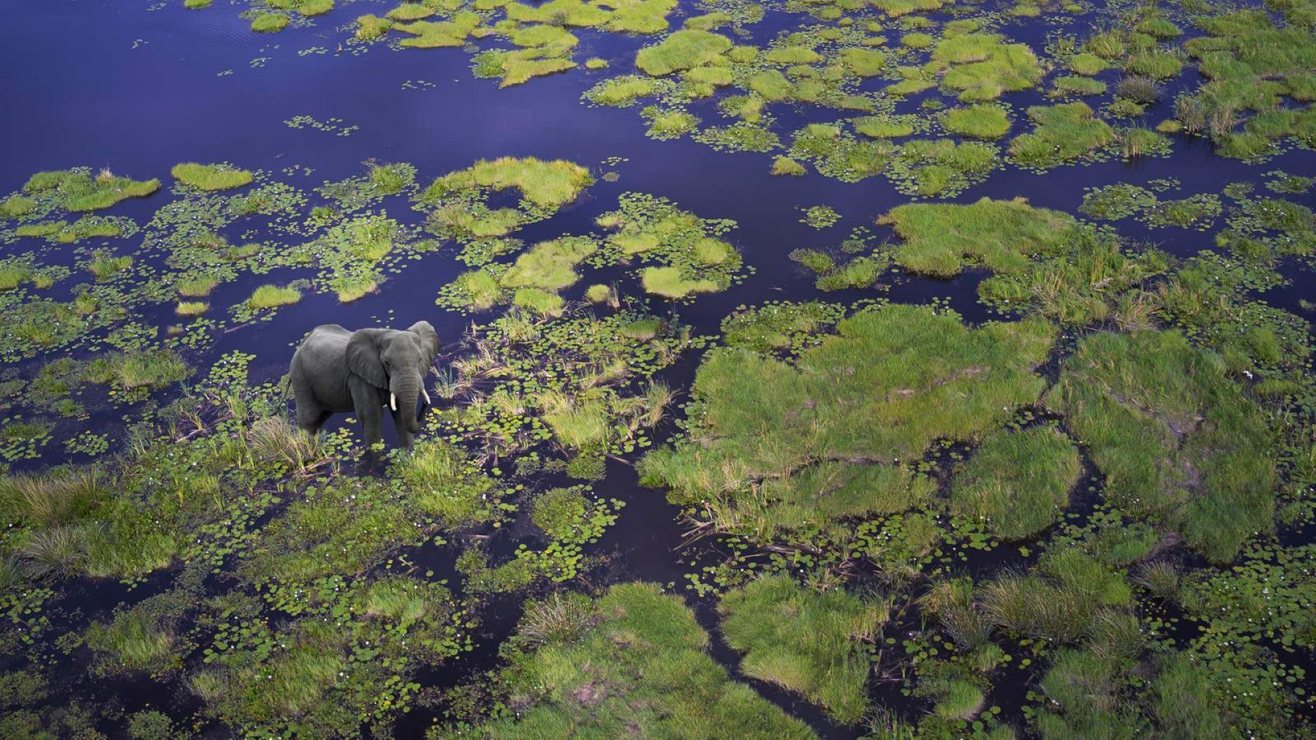 Elephant in the Okavango Delta