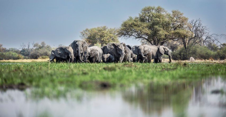 elephants-in-okavango-delta-in-botswana (Small) The Okavango Delta is a must-add to your 2020 travel bucket-list