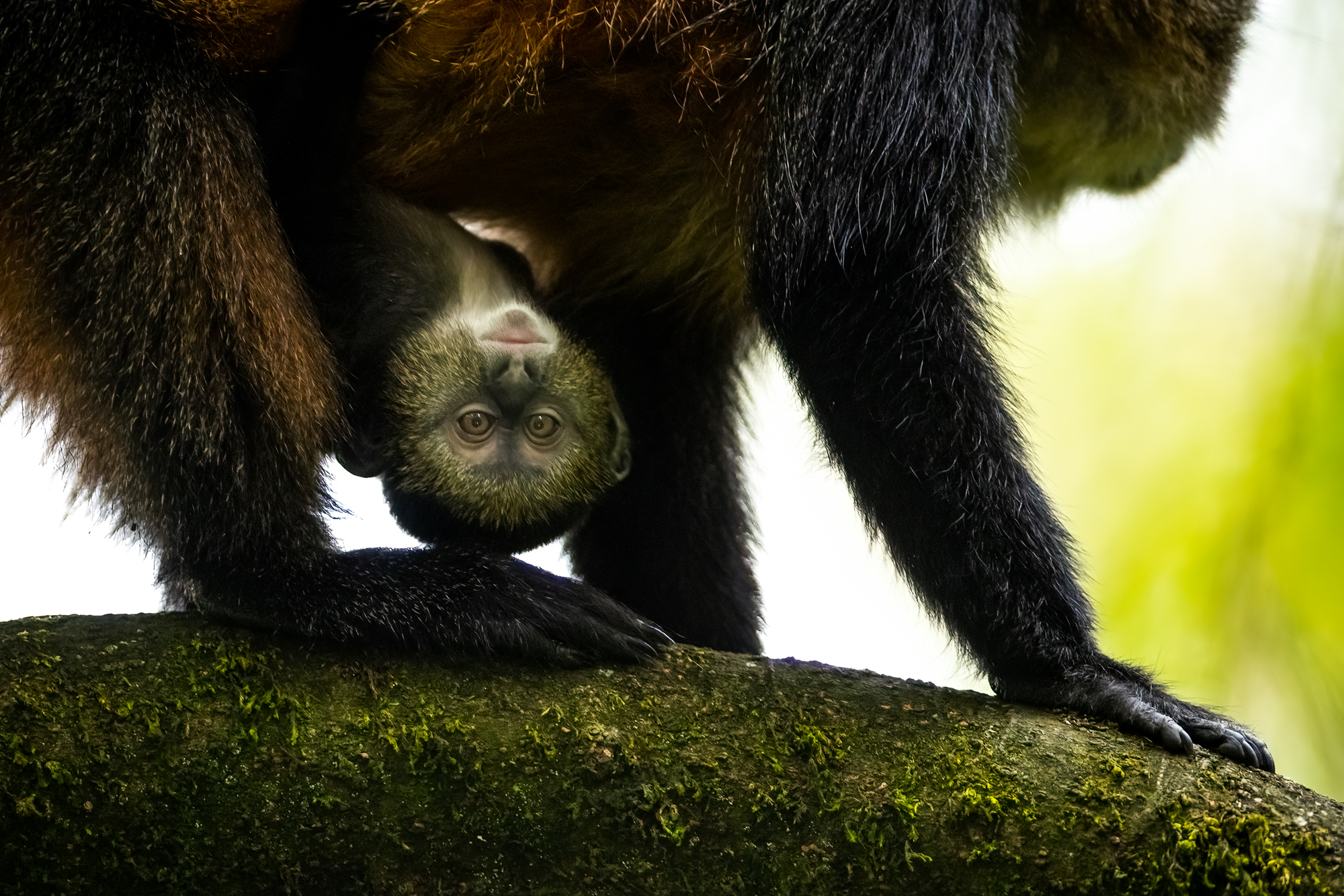 golden-monkey-baby-singita