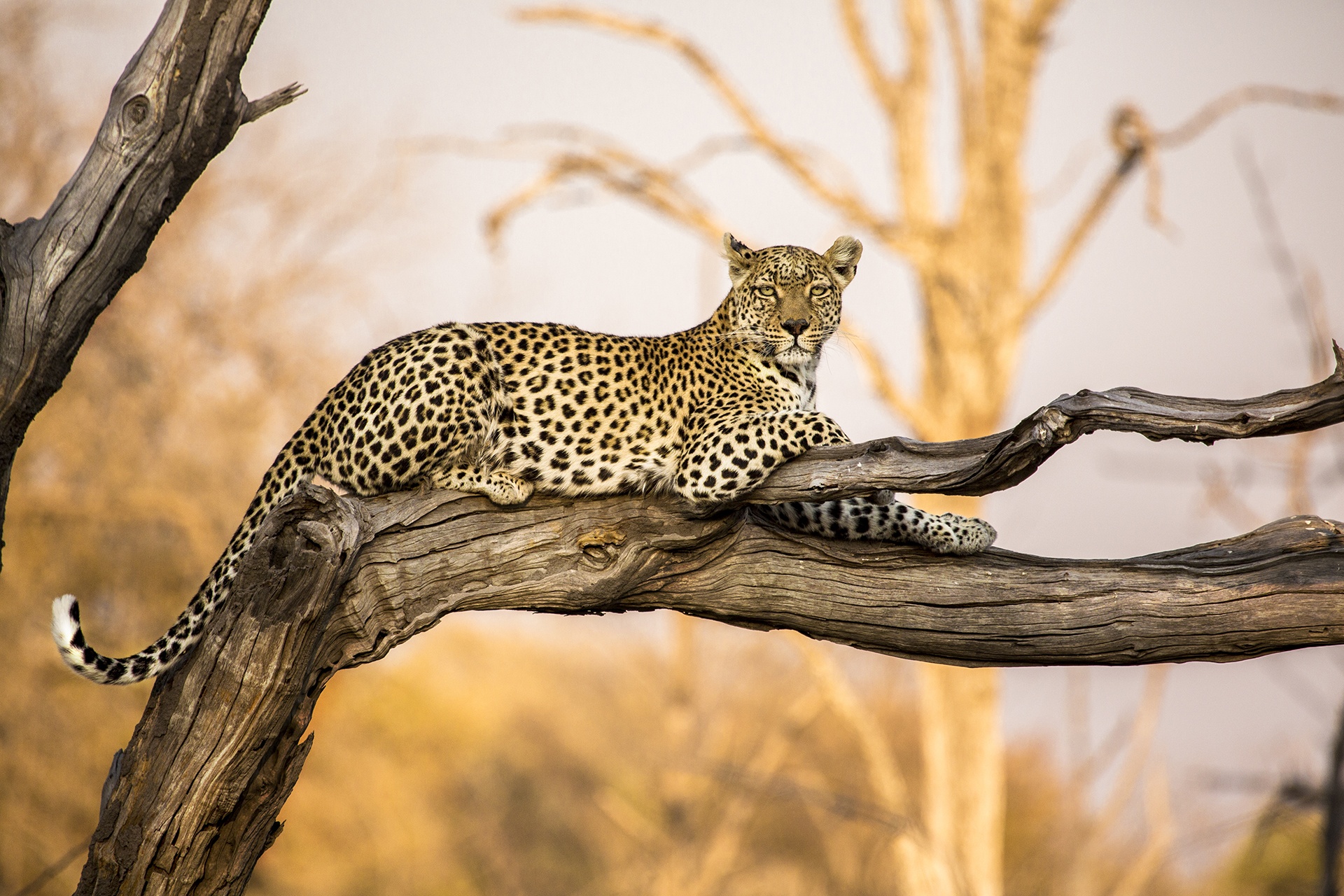 leopard-spotted-on-a-botswana-safari leopard spotted on a botswana safari