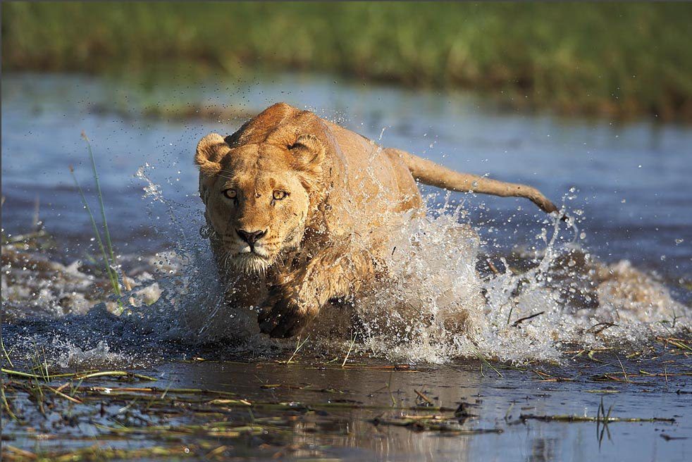 Lion in Okavango Delta A lion runs through the Okavango River Delta