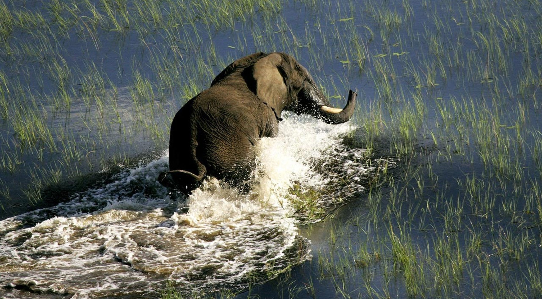 elephant-walking-in-the-okavango-delta Elephant wading throug the Okavango River
