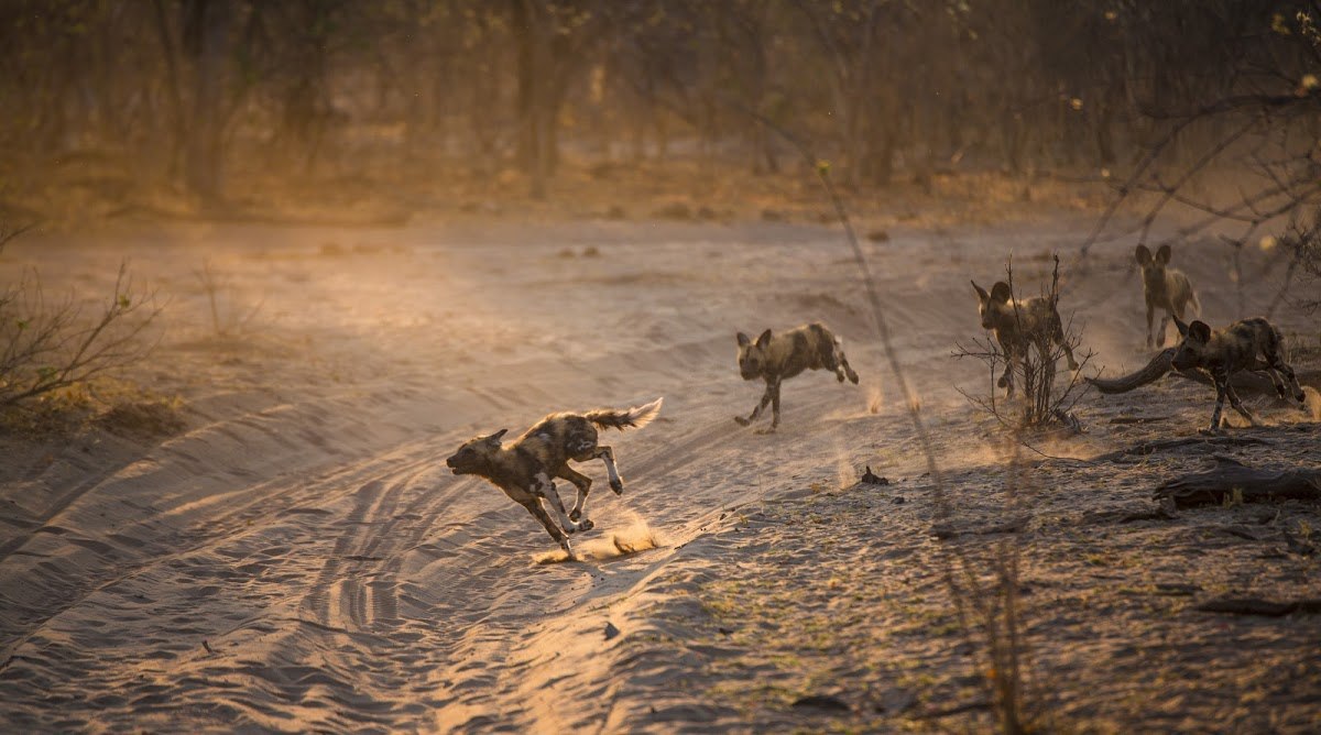 wild-dogs-botswana-simon Wild dogs on the hunt in Botswana