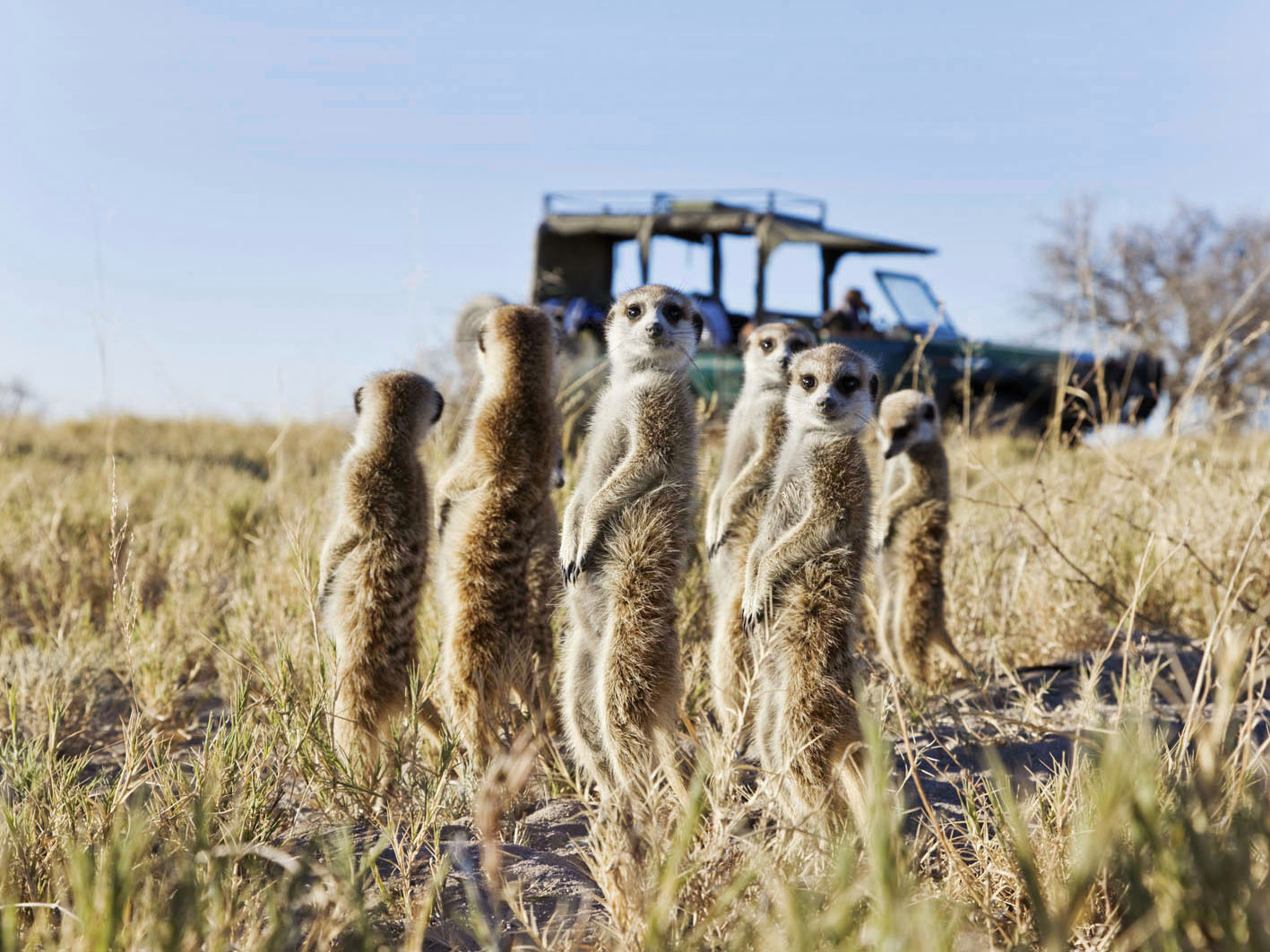 MeerkatHor006D2 Meerkats with Jacks Camp in Botswana