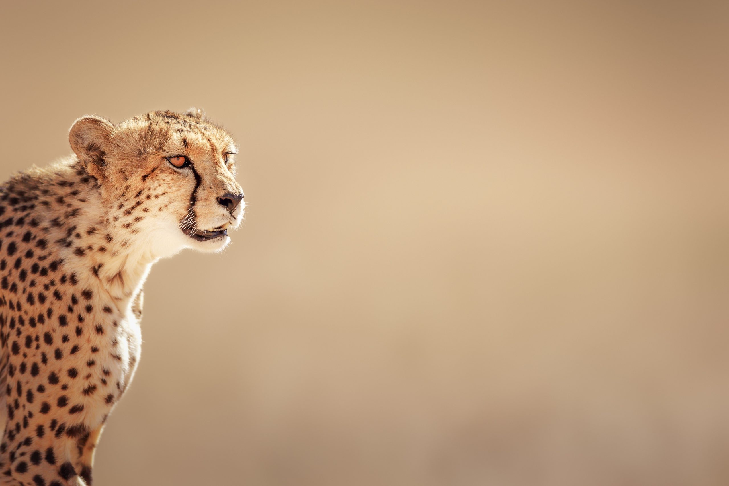 cheetah-on-central-kalahari-game-reserve-botswana Cheetah on central kalahari plains in Botswana