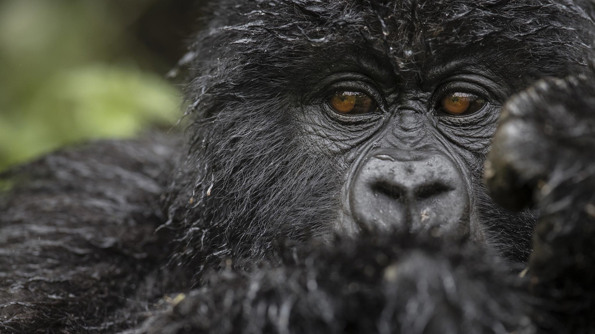 02-singita-kwitonda-lodge-wildlife-gorilla-trekking Close-up of a gorilla in Rwanda at Singita Kwitonda,