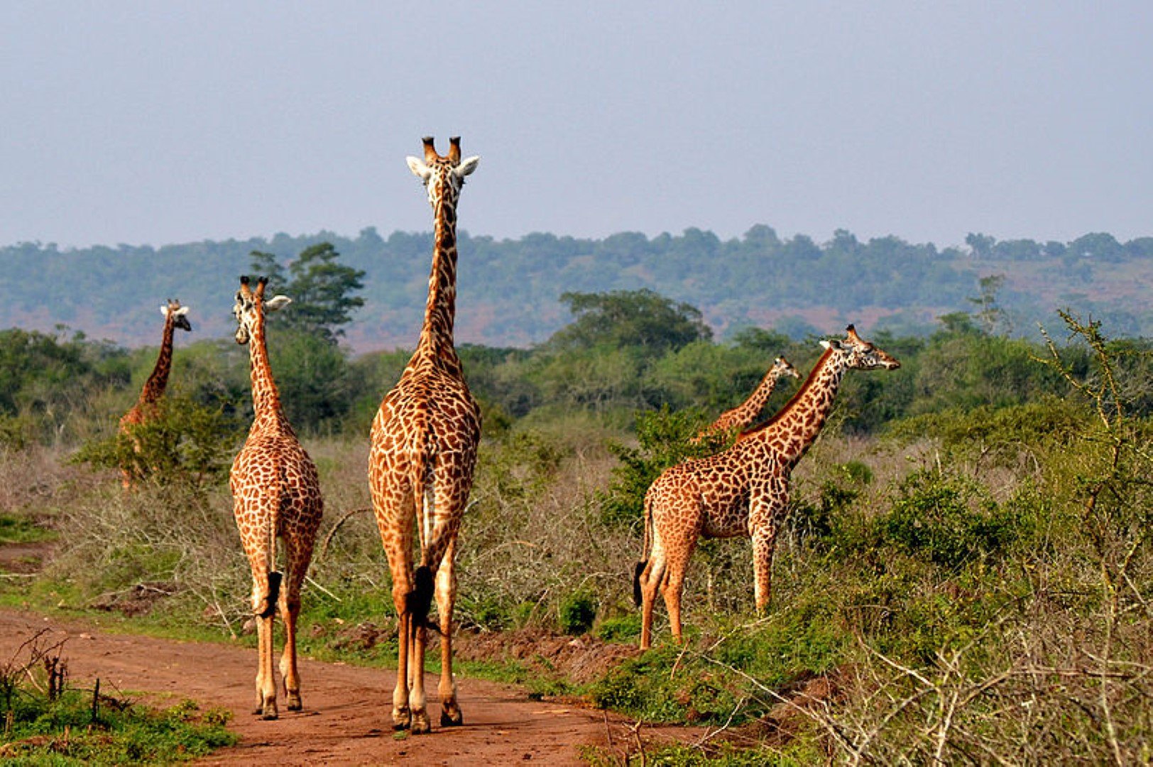 Akagera-Nationalpark-Abhishek-Singh Giraffes in the Akagera National Park in Rwanda