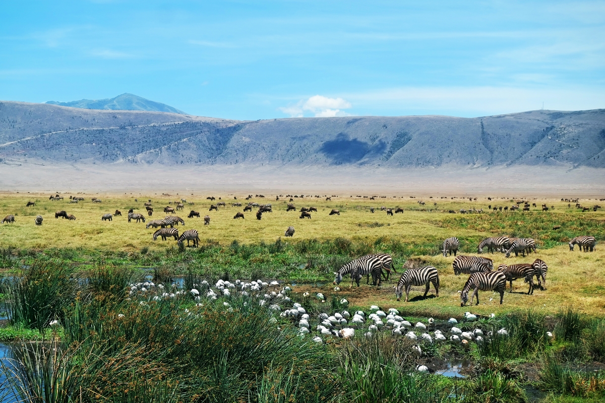 Ngorongoro-Crater-Tanzania-zebras-and-wildebeest-grazing-resized_74681870 A Ngorongoro Crater safari is not limited to the crater itself