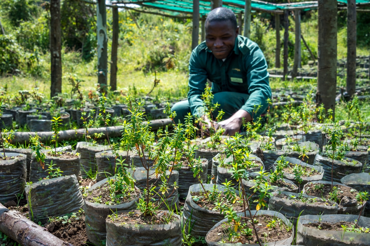 Wilderness-Bisate-Volcanoes-National-Park-Rwanda-agriculture Rwandan man growing plants